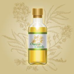 Organic canola, mustard oil in glass bottle with drawn flowers on label. Vector illustration of container with liquid cold rape oil on background of engraved rapeseed plant